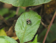Carrhotus xanthogramma
