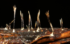Xylaria filiformis