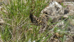 Eurranthis plummistaria