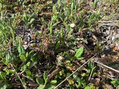 Antennaria monocephala