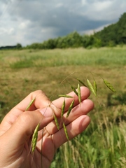 Bromus arvensis