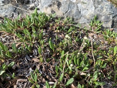 Antennaria monocephala
