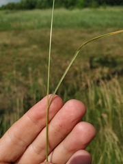 Bromus arvensis