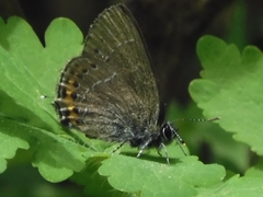 Satyrium pruni