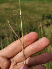 Bromus arvensis