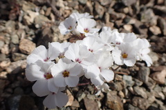 Linanthus concinnus