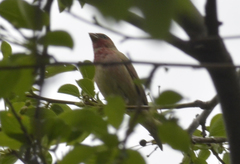 Carpodacus erythrinus