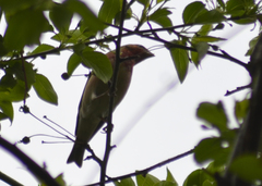 Carpodacus erythrinus