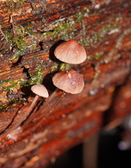Mycena kuurkacea