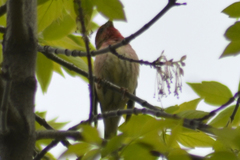 Carpodacus erythrinus