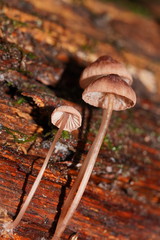 Mycena kuurkacea