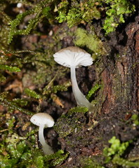 Roridomyces austrororidus