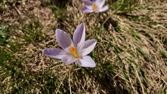 Crocus corsicus
