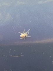 Nigma puella