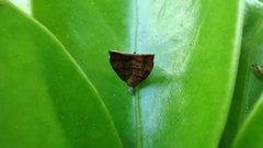 Choreutis achyrodes