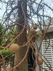 Couroupita guianensis