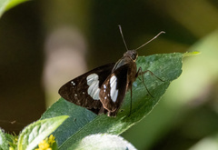 Notocrypta feisthamelii