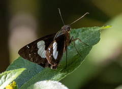 Notocrypta feisthamelii