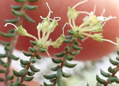 Agathosma blaerioides