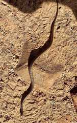 Amplorhinus multimaculatus