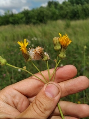 Sonchus arvensis arvensis