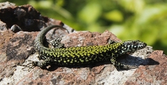 Podarcis muralis
