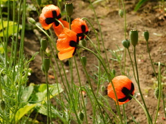 Papaver dubium stevenianum