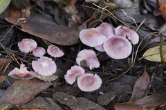 Mycena vinacea