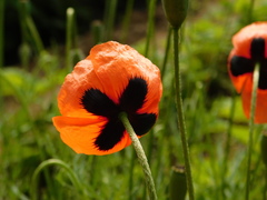 Papaver dubium stevenianum