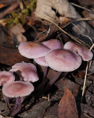 Mycena vinacea