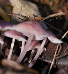 Mycena vinacea