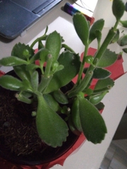 Cotyledon tomentosa tomentosa