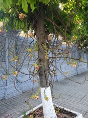 Couroupita guianensis