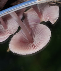 Mycena vinacea