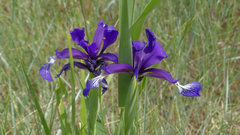 Iris reichenbachiana