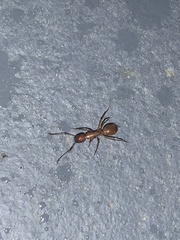 Camponotus castaneus