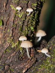 Roridomyces austrororidus