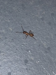 Camponotus castaneus