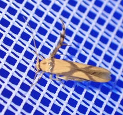 Stathmopoda crassella