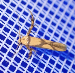 Stathmopoda crassella