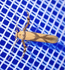 Stathmopoda crassella