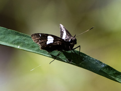 Notocrypta feisthamelii
