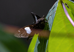 Notocrypta feisthamelii