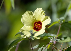 Hibiscus surattensis