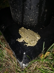 Bufotes viridis viridis