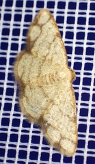 Lomographa indularia