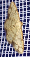 Lomographa indularia