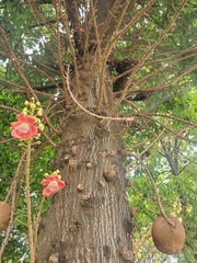 Couroupita guianensis