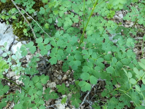 žltuška menšia (Thalictrum minus)