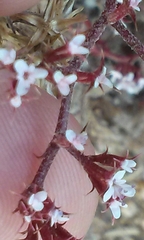 Chorizanthe leptotheca